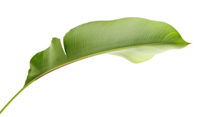 Papier peint  Strelitzia reginae, Heliconia, Tropical leaf, Bird of paradise foliage isolated on white background, with clipping path