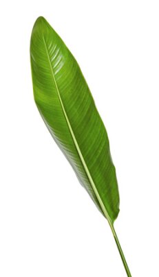 Papier peint  Strelitzia reginae, Heliconia, Tropical leaf, Bird of paradise foliage isolated on white background, with clipping path