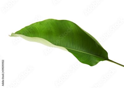 Papier peint  Strelitzia reginae, Heliconia, Tropical leaf, Bird of paradise foliage isolated on white background, with clipping path 