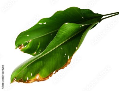 Papier peint  Strelitzia reginae, Heliconia, Tropical leaf, Bird of paradise foliage isolated on white background, with clipping path