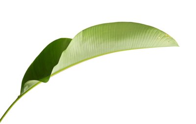Papier peint  Strelitzia reginae, Heliconia, Tropical leaf, Bird of paradise foliage isolated on white background, with clipping path  