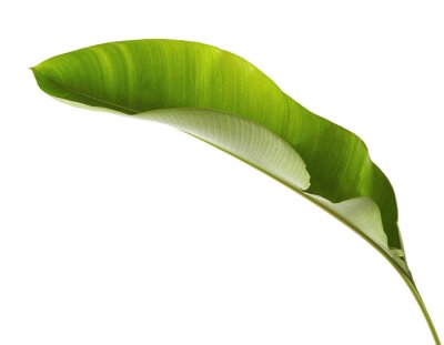 Papier peint  Strelitzia reginae, Heliconia, Tropical leaf, Bird of paradise foliage isolated on white background, with clipping path  