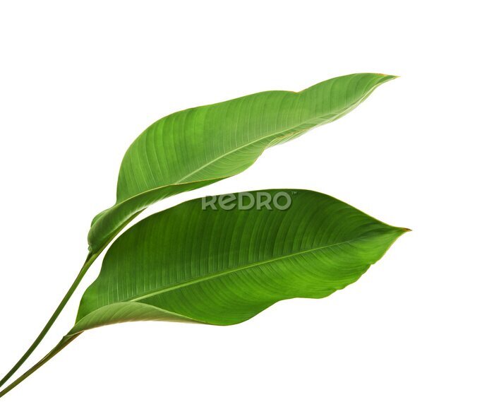 Papier peint  Strelitzia reginae, Heliconia, Tropical leaf, Bird of paradise foliage isolated on white background, with clipping path                           