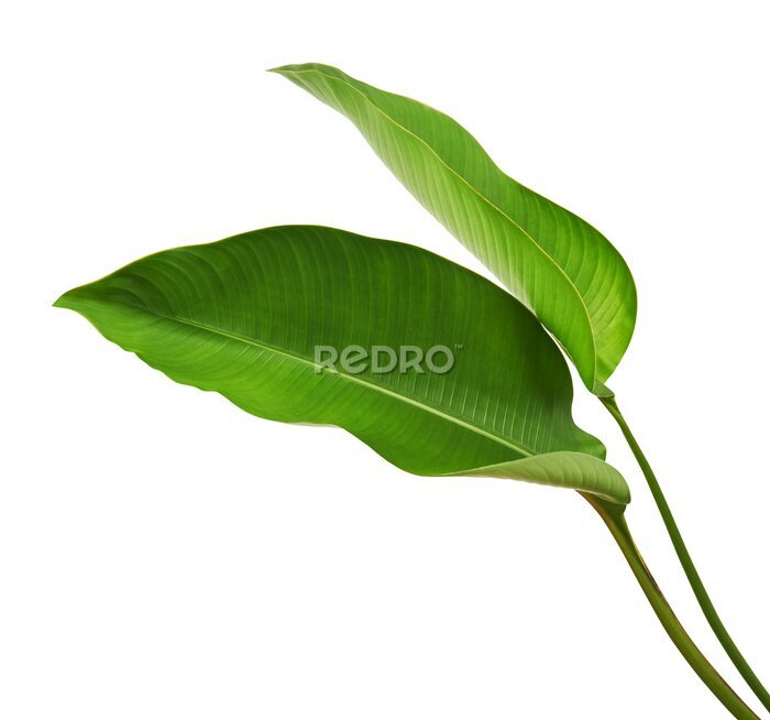 Papier peint  Strelitzia reginae, Heliconia, Tropical leaf, Bird of paradise foliage isolated on white background, with clipping path