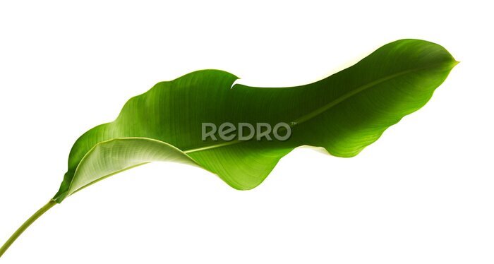 Papier peint  Strelitzia reginae, Heliconia, Tropical leaf, Bird of paradise foliage isolated on white background, with clipping path