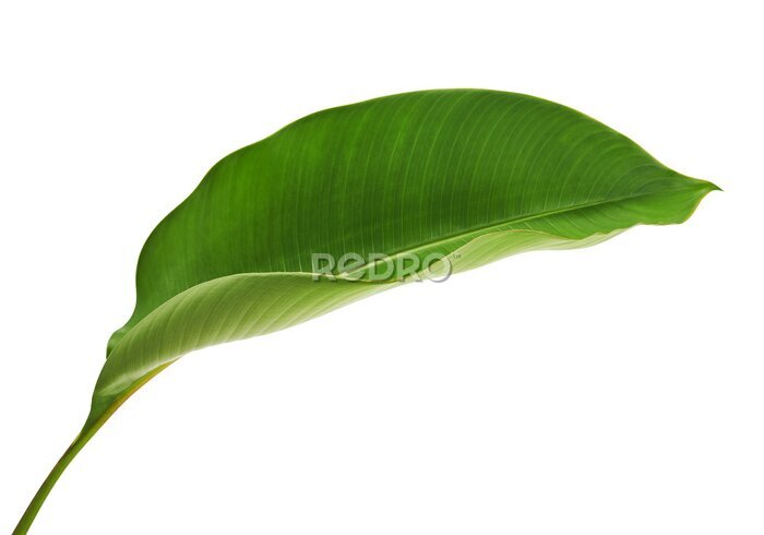 Papier peint  Strelitzia reginae, Heliconia, Tropical leaf, Bird of paradise foliage isolated on white background, with clipping path