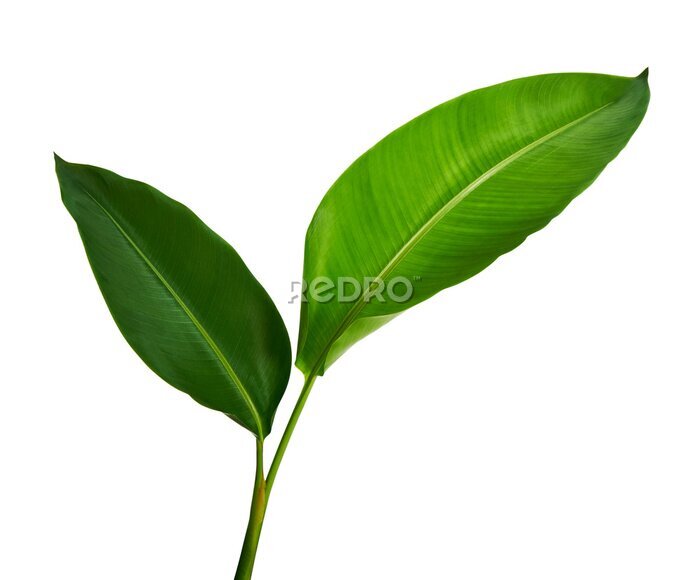 Papier peint  Strelitzia reginae, Heliconia, Tropical leaf, Bird of paradise foliage isolated on white background, with clipping path 