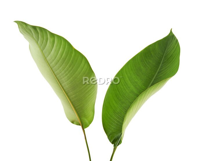 Papier peint  Strelitzia reginae, Heliconia, Tropical leaf, Bird of paradise foliage isolated on white background, with clipping path 