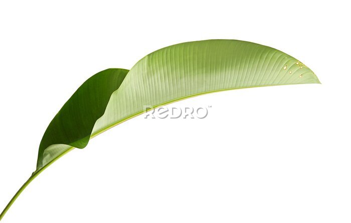 Papier peint  Strelitzia reginae, Heliconia, Tropical leaf, Bird of paradise foliage isolated on white background, with clipping path  