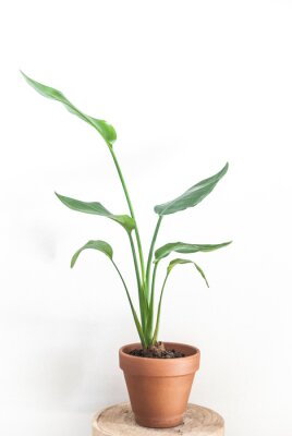 Papier peint  Strelitzia reginae houseplant in terra cotta pot on white background