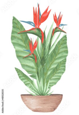 Papier peint  Strelitzia reginae illustration isolated on white. Green leaves, bouquet. flowering plant, also known as crane flower or bird of paradise.
