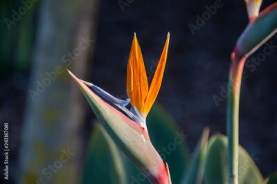 Papier peint  Strelitzia reginae in a garden