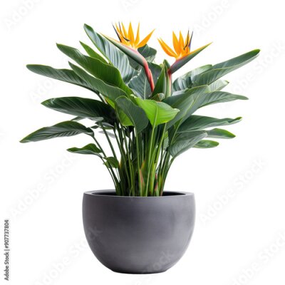 Papier peint  Strelitzia reginae in a grey pot isolated on white background