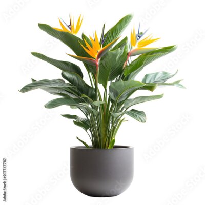 Papier peint  Strelitzia reginae in a grey pot isolated on white background