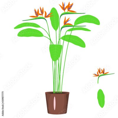 Papier peint  Strelitzia Reginae in a pot. Vector flat isolated image on white background. Exotic plant bird of Paradise. Yellow, blue flower with green leaves. Flower of strelitzia Regina.