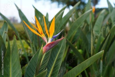 Papier peint  Strelitzia reginae in einem Park in Funchal
