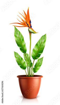 Papier peint  Strelitzia reginae in flowerpot, bird of paradise or crane flower realistic vector illustration. Exotic plant with orange and purple petals in ceramic pot for interior decoration isolated on white