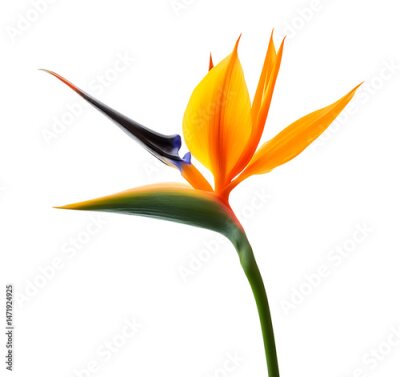 Papier peint  Strelitzia Reginae in Full Bloom Against Transparent Background