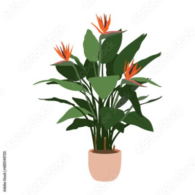 Papier peint  Strelitzia reginae in pot on white background, cute exotic floliage. Hand Drawn doodle style, vector illustration