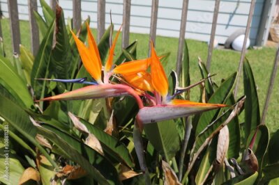 Papier peint  Strelitzia reginae in the garden