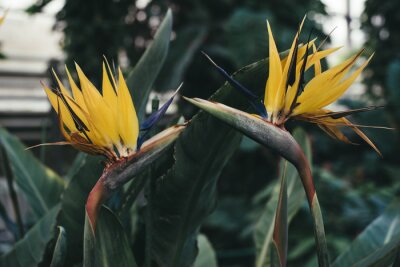 Papier peint  Strelitzia reginae in the garden
