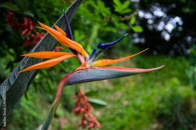 Papier peint  Strelitzia reginae in the park.
