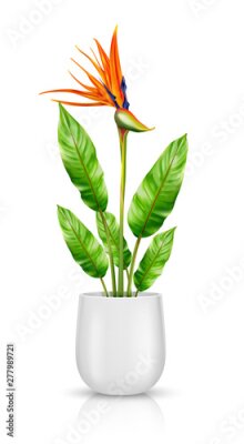 Papier peint  Strelitzia reginae in white flowerpot, bird of paradise or crane flower realistic vector illustration. Exotic plant with orange, purple petals in ceramic pot for interior decoration isolated on white