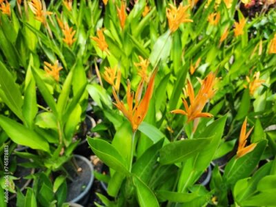 Papier peint  Strelitzia reginae is a flowering plant with both single stems and clumps, with underground rhizomes. It has flowers that look like birds spreading their wings.