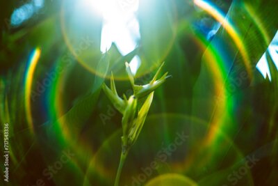 Papier peint  Strelitzia reginae is a herbaceous plant that lives for many years. Strelitzia reginae is a type of flower with an average height of 40 - 100cm. 