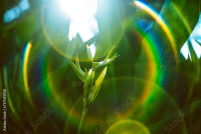 Papier peint  Strelitzia reginae is a herbaceous plant that lives for many years. Strelitzia reginae is a type of flower with an average height of 40 - 100cm. 