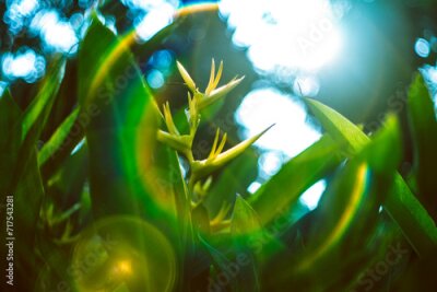 Papier peint  Strelitzia reginae is a herbaceous plant that lives for many years. Strelitzia reginae is a type of flower with an average height of 40 - 100cm. 