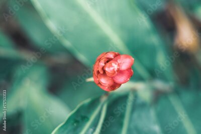 Papier peint  Strelitzia reginae is a herbaceous plant that lives for many years. Strelitzia reginae is a type of flower with an average height of 40 - 100cm