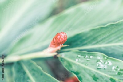 Papier peint  Strelitzia reginae is a herbaceous plant that lives for many years. Strelitzia reginae is a type of flower with an average height of 40 - 100cm