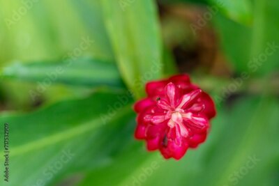 Papier peint  Strelitzia reginae is a herbaceous plant that lives for many years. Strelitzia reginae is a type of flower with an average height of 40 - 100cm