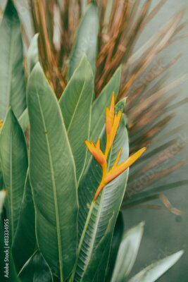 Papier peint  Strelitzia reginae is a herbaceous plant that lives for many years. Strelitzia reginae is a type of flower with an average height of 40 - 100cm. Strelitzia reginae