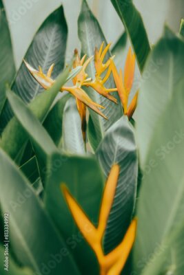 Papier peint  Strelitzia reginae is a herbaceous plant that lives for many years. Strelitzia reginae is a type of flower with an average height of 40 - 100cm. Strelitzia reginae