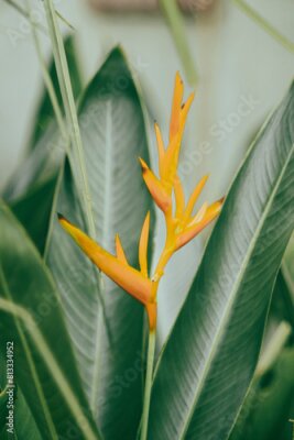 Papier peint  Strelitzia reginae is a herbaceous plant that lives for many years. Strelitzia reginae is a type of flower with an average height of 40 - 100cm. Strelitzia reginae