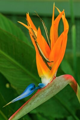 Papier peint  Strelitzia reginae is a monocotyledonous flowering plant. Common names include strelitzia, crane flower or bird of paradise, applied to other species in the genus Strelitzia. Brasília, Brazil, 2018