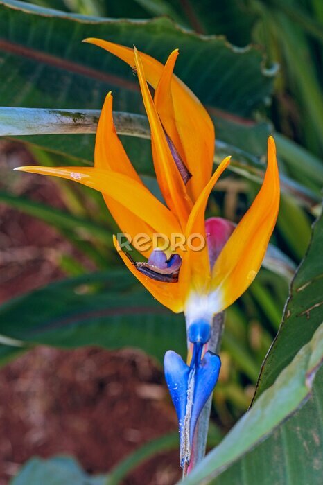 Papier peint  Strelitzia reginae is a monocotyledonous flowering plant. Common names include strelitzia, crane flower or bird of paradise, applied to other species in the genus Strelitzia. Brasília, Brazil, 2018