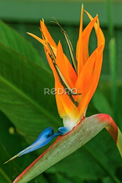 Papier peint  Strelitzia reginae is a monocotyledonous flowering plant. Common names include strelitzia, crane flower or bird of paradise, applied to other species in the genus Strelitzia. Brasília, Brazil, 2018