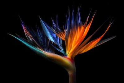 Papier peint  Strelitzia reginae is a monocotyledonous flowering plant indigenous to South Africa. Common names include Strelitzia, Crane Flower or Bird of Paradise.  Ai generative.