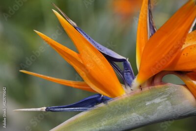 Papier peint  Strelitzia reginae is a monocotyledonous flowering plant indigenous to South Africa. Hanover – Berggarten, Germany.
