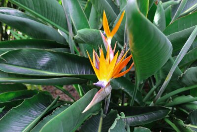 Papier peint  Strelitzia reginae is a monocotyledonous flowering plant native to South Africa found in a national park in Tenerife