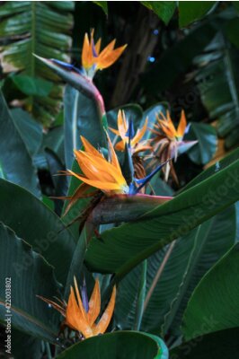 Papier peint  Strelitzia reginae is a monocotyledonous flowering plant native to South Africa found in a national park in Tenerife