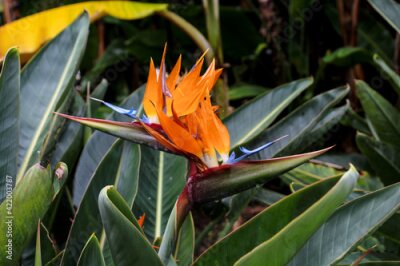 Papier peint  Strelitzia reginae is a monocotyledonous flowering plant native to South Africa found in a national park in Tenerife