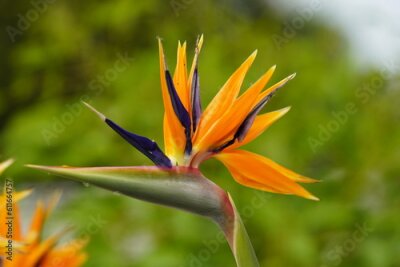 Papier peint  Strelitzia reginae is a monocotyledonous flowering plant, Strelitziaceae family. Hanover – Berggarten, Germany.

