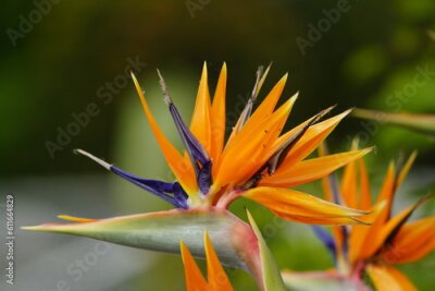 Papier peint  Strelitzia reginae is a monocotyledonous flowering plant, Strelitziaceae family. Hanover – Berggarten, Germany.

