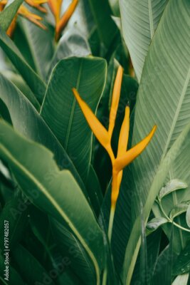 Papier peint  Strelitzia reginae is white pistils, Strelitzia reginae dark blue corollas and shiny blue petals.Strelitzia reginae Create a beautiful and strange flower