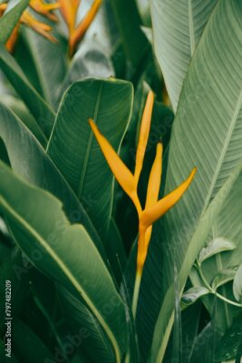 Papier peint  Strelitzia reginae is white pistils, Strelitzia reginae dark blue corollas and shiny blue petals.Strelitzia reginae Create a beautiful and strange flower