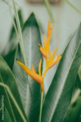 Papier peint  Strelitzia reginae is white pistils, Strelitzia reginae dark blue corollas and shiny blue petals.Strelitzia reginae Create a beautiful and strange flower